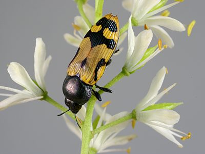 Castiarina colorata, PL1207B, female, on Bursaria spinosa ssp. spinosa, SL, 10.0 × 3.6 mm